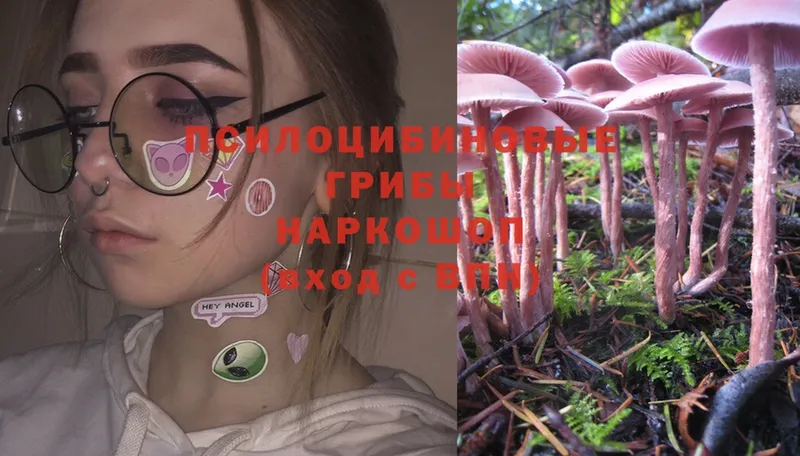 Галлюциногенные грибы Psilocybe  купить закладку  МЕГА онион  Карабулак 